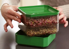 Charger l'image dans la galerie, Germoir 2 étages