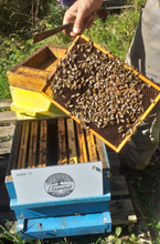 Charger l'image dans la galerie, Miel de Fleurs de la Chartreuse bio