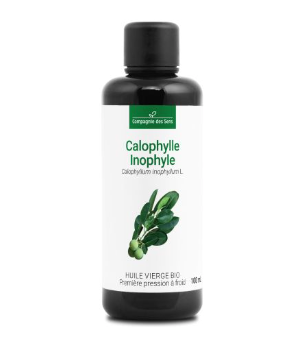 Calophylle